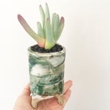 Collector's Succulent Plant Handmade Watercolour Pot