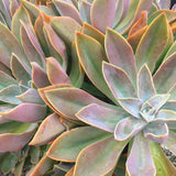 Plant - Graptoveria Fred Ives