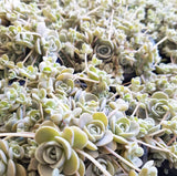 Plant - Chinese Dunce Cap (Orostachys Iwarenge)