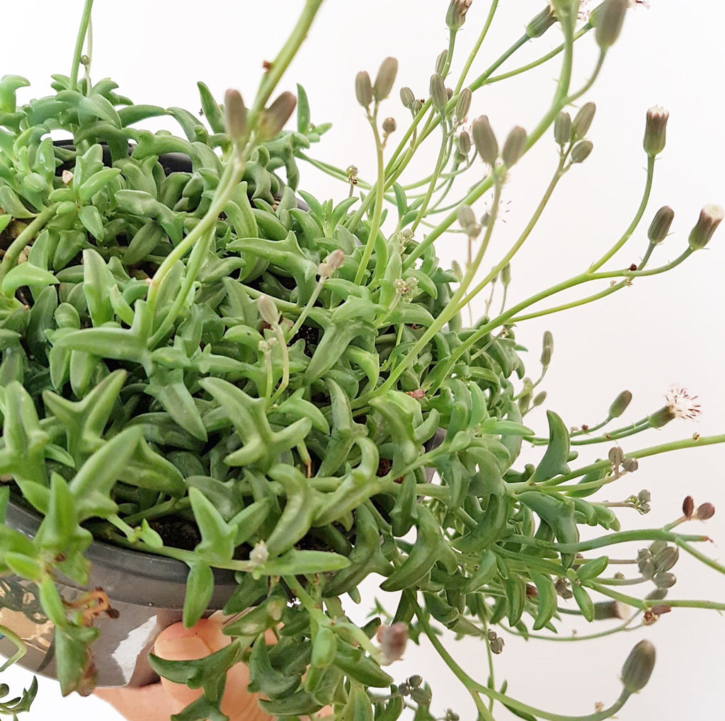Plant - Senecio Peregrinus (Dolphin Necklace)