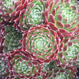 Plant - Sempervivum Sp