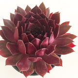 Plant - Sempervivum Pacific Red Rose