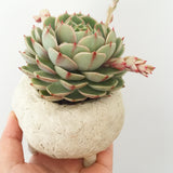 Collector's Succulent Plant Stoneware Pot - Soul Made Boutique