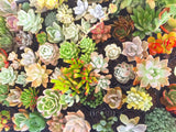 Assorted Succulent Plants - Soul Made Boutique