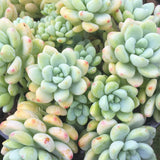 Plant - Sedum Clavatum