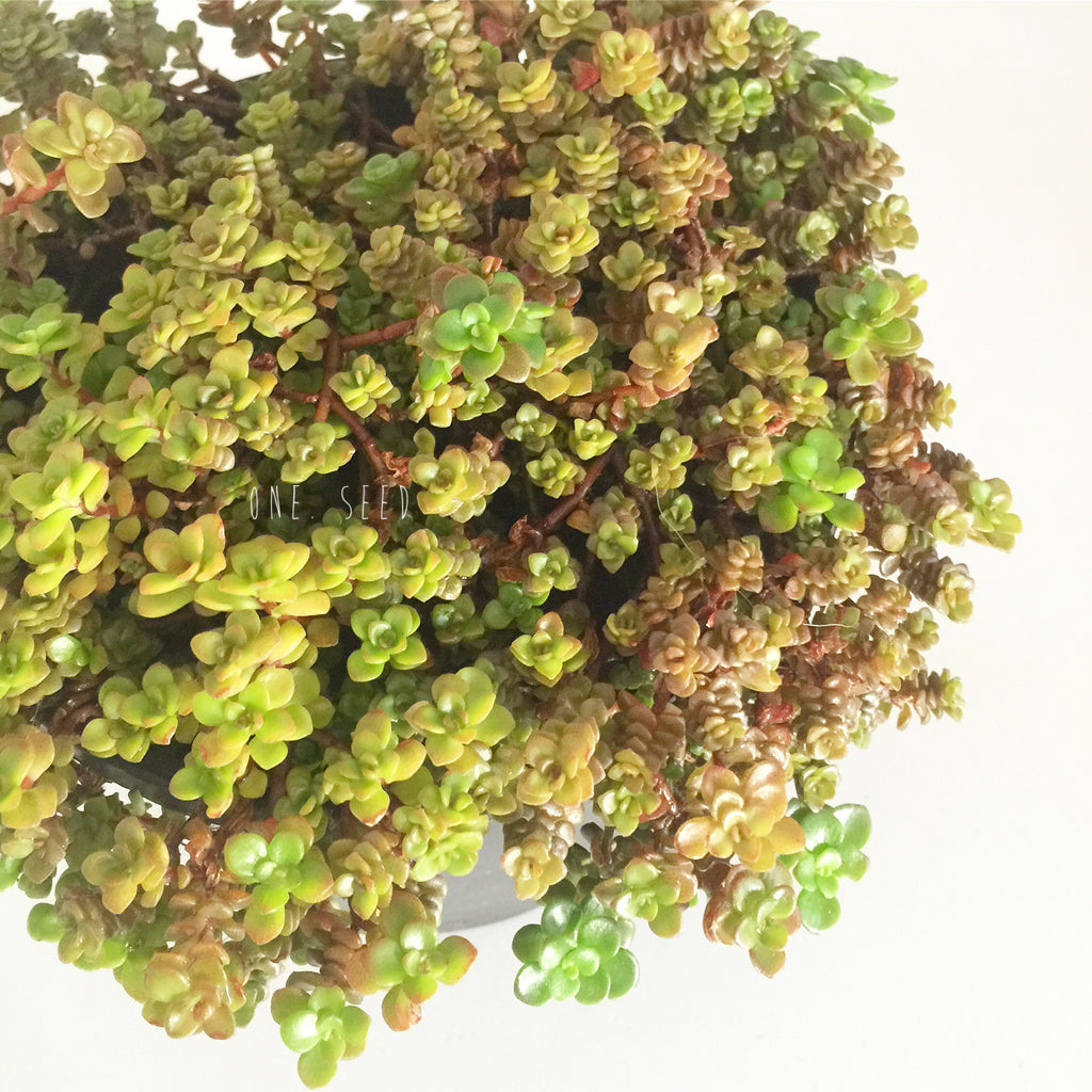 Plant - Sedum Sp