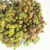 Plant - Sedum Sp