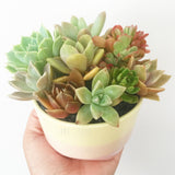 Assorted Succulent Garden Pastel Pot - Soul Made Boutique