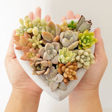 Assorted Succulent Garden Concrete Heart