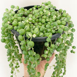 Plant - Senecio Rowleyanus Variegated (String of Pearls)