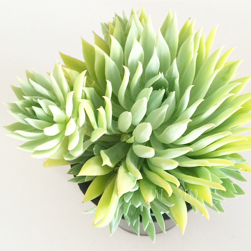 Plant - Sedeveria Fanfare