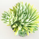Plant - Sedeveria Fanfare