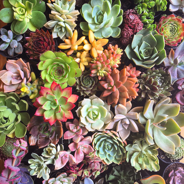 Assorted Succulent Plants - Soul Made Boutique