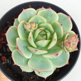 Plant - Echeveria Captain Hay