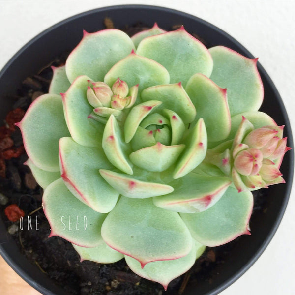 Plant - Echeveria Captain Hay