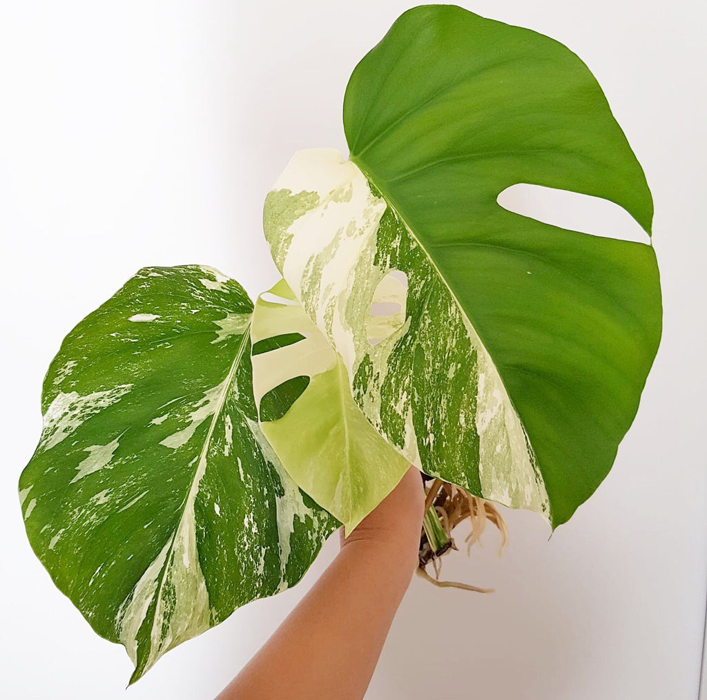 Plant - Variegated Monstera Deliciosa Plant