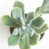 Plant - Echeveria Frosty