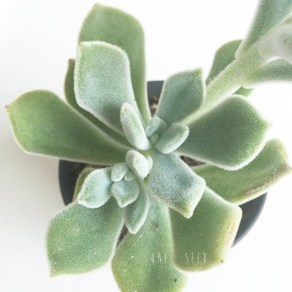Plant - Echeveria Frosty