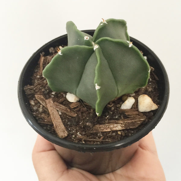 Plant - Astrophytum Sp