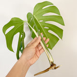 Plant - Variegated Monstera Deliciosa Plant