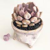 Collector's Succulent Plant Handmade Watercolour Pot