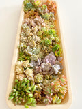 Assorted Succulent Garden Wreath
