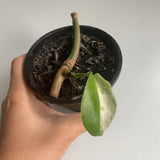 Plant - Variegated Monstera Deliciosa Plant