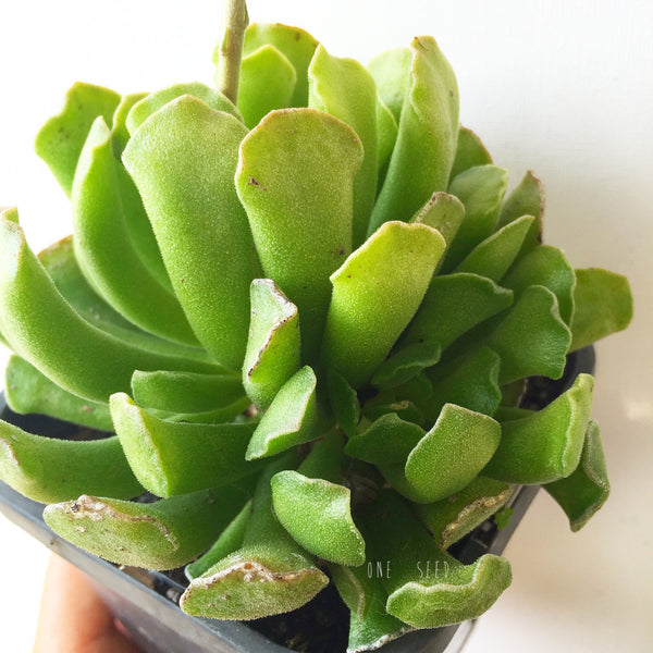 Plant - Adromischus Cristatus