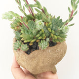 Collector's Succulent Plant Stoneware Pot