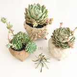 Collector's Succulent Plant Stoneware Pot