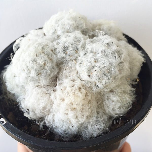 Plant - Mammillaria Plumosa