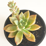 Plant - Graptoveria Silver Queen