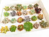 Assorted Succulent Cuttings (Rosette) Gift Box - Soul Made Boutique