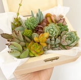 Assorted Succulent Cuttings (Miniatures) Wooden Gift Box