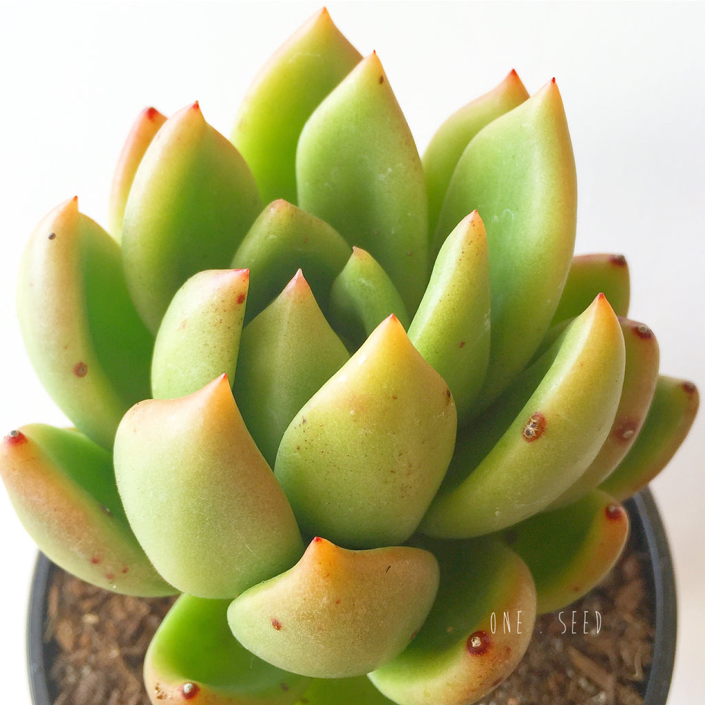 Plant - Echeveria Agavoide Sp