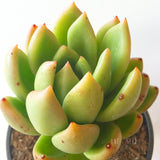 Plant - Echeveria Agavoide Sp