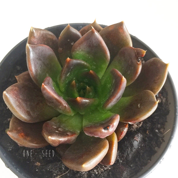 Plant - Echeveria Black Prince