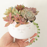 Assorted Succulent Garden Kitty Pot - Soul Made Boutique
