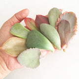 Assorted Succulent Leaves