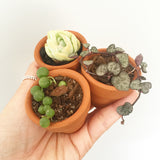 Assorted Succulent Plants (Small) with Pots - Soul Made Boutique