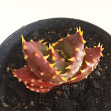 Plant - Unknown