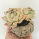 Collector's Succulent Plant Stoneware Pot