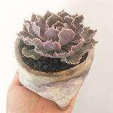 Collector's Succulent Plant Handmade Watercolour Pot