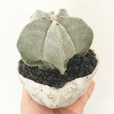 Collector's Succulent Plant Stoneware Pot