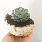 Collector's Succulent Plant Stoneware Pot