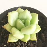 Plant - Echeveria Ivory