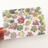 Succulent Print Amour