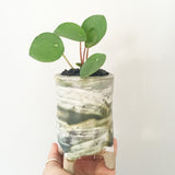 Collector's Succulent Plant Handmade Watercolour Pot