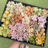 Assorted Succulent Cuttings (Miniatures)