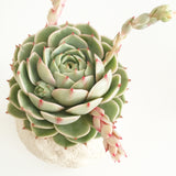 Collector's Succulent Plant Stoneware Pot - Soul Made Boutique